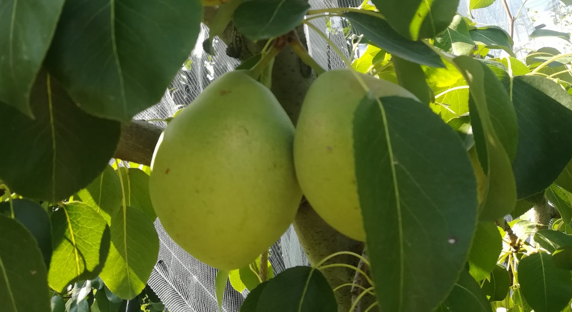 Οι δενδροκαλλιέργειες της Θεσσαλίας εντάσσονται στο ad hoc για αποζημιώσεις • Έλληνας Αγρότης