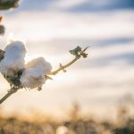 USDA: Μείωση 3% στην παγκόσμια παραγωγή βαμβακιού το 2026/27, αύξηση κατανάλωσης