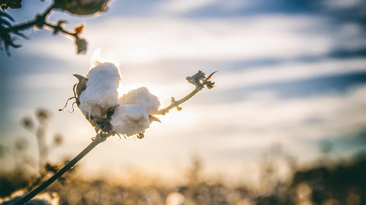 USDA: Μείωση 3% στην παγκόσμια παραγωγή βαμβακιού το 2026/27, αύξηση κατανάλωσης