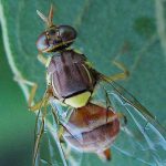 Οδηγός με 14 ερωταπαντήσεις για την καταβολή εισφοράς δακοκτονίας • Έλληνας Αγρότης