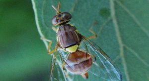 Οδηγός με 14 ερωταπαντήσεις για την καταβολή εισφοράς δακοκτονίας • Έλληνας Αγρότης