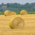 Η ευλογιά και το κόστος παραγωγής οδηγούν στην εγκατάλειψη της μηδικής • Έλληνας Αγρότης