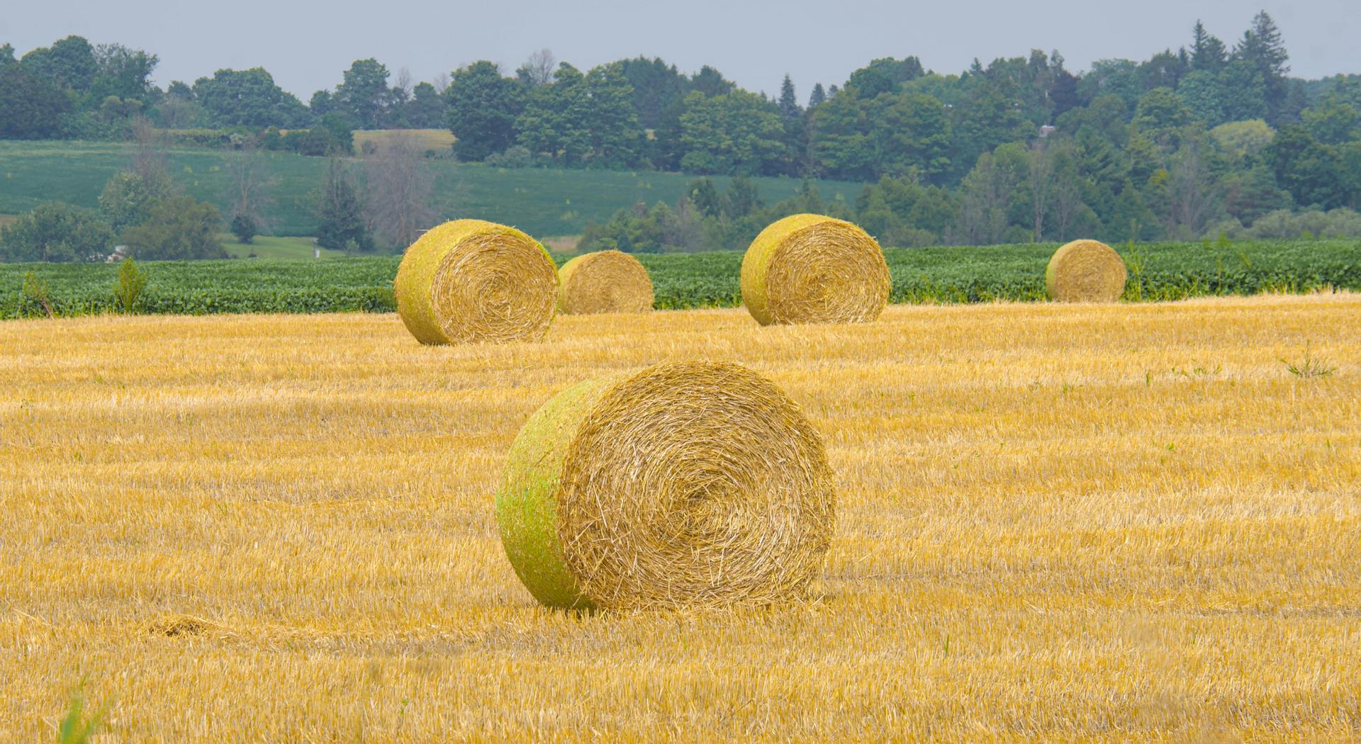 Η ευλογιά και το κόστος παραγωγής οδηγούν στην εγκατάλειψη της μηδικής • Έλληνας Αγρότης