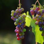 "Πράσινο φως" σε νέα μέτρα στήριξης για τους οινοπαραγωγούς και σαφείς κανόνες στις ετικέτες