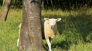 Η κυβέρνηση έδωσε στην EFSA 17 εκατ. αιγοπρόβατα – Τώρα λέει ότι δεν ξέρει πόσα είναι