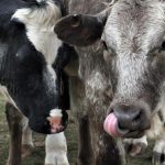 Ιρλανδία: Ιστορική συνεργασία Βορρά και Νότου για την εξάλειψη της φυματίωσης των βοοειδών