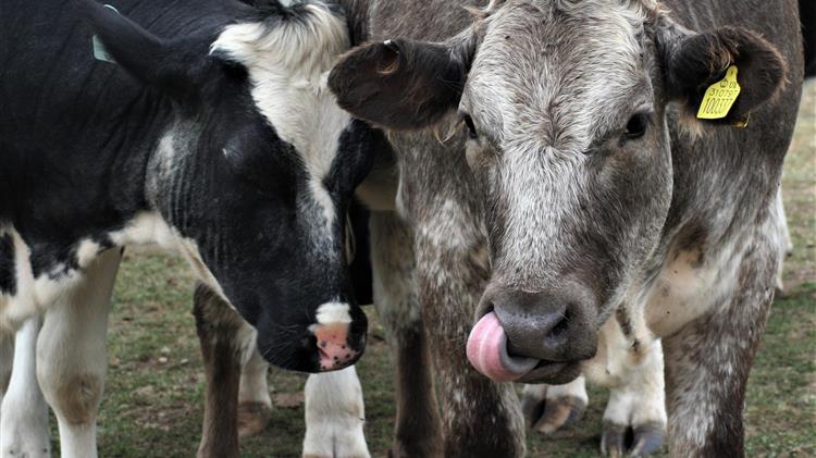 Ιρλανδία: Ιστορική συνεργασία Βορρά και Νότου για την εξάλειψη της φυματίωσης των βοοειδών
