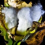 WASDE για βαμβάκι: Οριακές οι μεταβολές στο ισοζύγιο των ΗΠΑ για το 2025/26