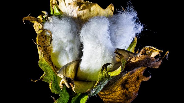 WASDE για βαμβάκι: Οριακές οι μεταβολές στο ισοζύγιο των ΗΠΑ για το 2025/26