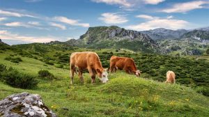Όλοι κατηγορούσαν τις αγελάδες αλλά η επιστήμη λέει κάτι τελείως διαφορετικό