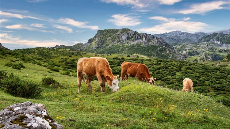 Όλοι κατηγορούσαν τις αγελάδες αλλά η επιστήμη λέει κάτι τελείως διαφορετικό
