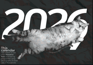 Έρευνα για τα αδέσποτα στη Θεσσαλονίκη: Χαμηλά ποσοστά στειρώσεων, ανεπαρκείς χρηματοδοτήσεις 