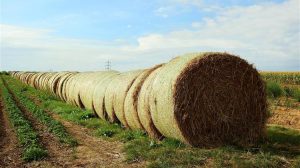 Πρόταση-τομή από ΣΥΡΙΖΑ, ΠΑΣΟΚ και Νέα Αριστερά: Εθνικό Συμβούλιο και Οδικός Χάρτης για τη γεωργία