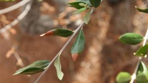From sensors to dogs, scientists break new ground for Xylella fastidiosa early detection