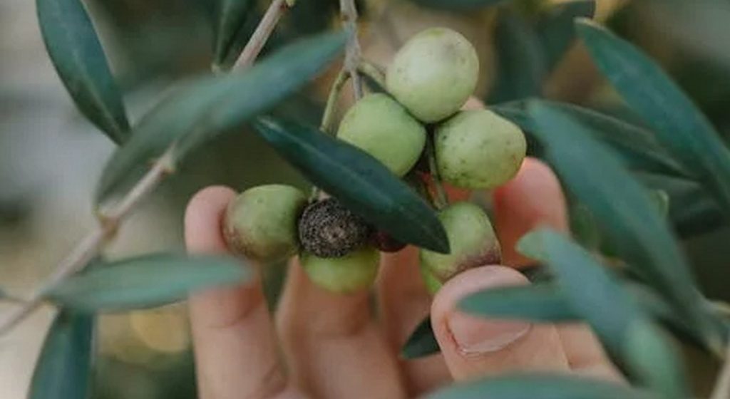 Πώς οι πτητικές οργανικές ενώσεις του καρπού της ελιάς επηρεάζουν τον μεγαλύτερο εχθρό της; • Έλληνας Αγρότης