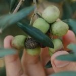 Πώς οι πτητικές οργανικές ενώσεις του καρπού της ελιάς επηρεάζουν τον μεγαλύτερο εχθρό της; • Έλληνας Αγρότης