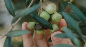 Πώς οι πτητικές οργανικές ενώσεις του καρπού της ελιάς επηρεάζουν τον μεγαλύτερο εχθρό της; • Έλληνας Αγρότης