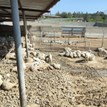 Σε συναγερμό η Κύπρος μετά το ξέσπασμα αφθώδους πυρετού, ανησυχία για το χαλλούμι