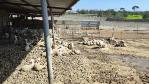 Σε συναγερμό η Κύπρος μετά το ξέσπασμα αφθώδους πυρετού, ανησυχία για το χαλλούμι