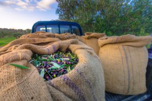 Ελαίας Καρπός