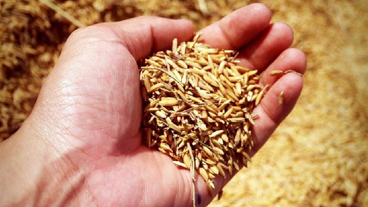 Ισραήλ: Σχεδιάζει αύξηση δασμών στο σιτάρι ζωοτροφών για χώρες εκτός ΗΠΑ