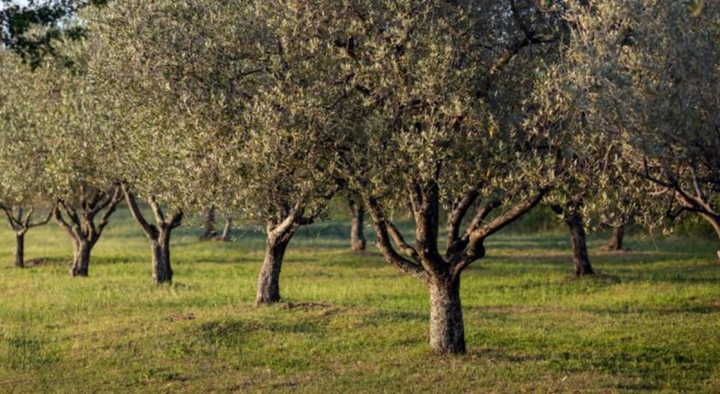 Τι είναι η ανθρακοδεσμευτική γεωργία και πώς σχετίζεται με την ελαιοκομία • Έλληνας Αγρότης