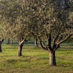 Τι είναι η ανθρακοδεσμευτική γεωργία και πώς σχετίζεται με την ελαιοκομία • Έλληνας Αγρότης