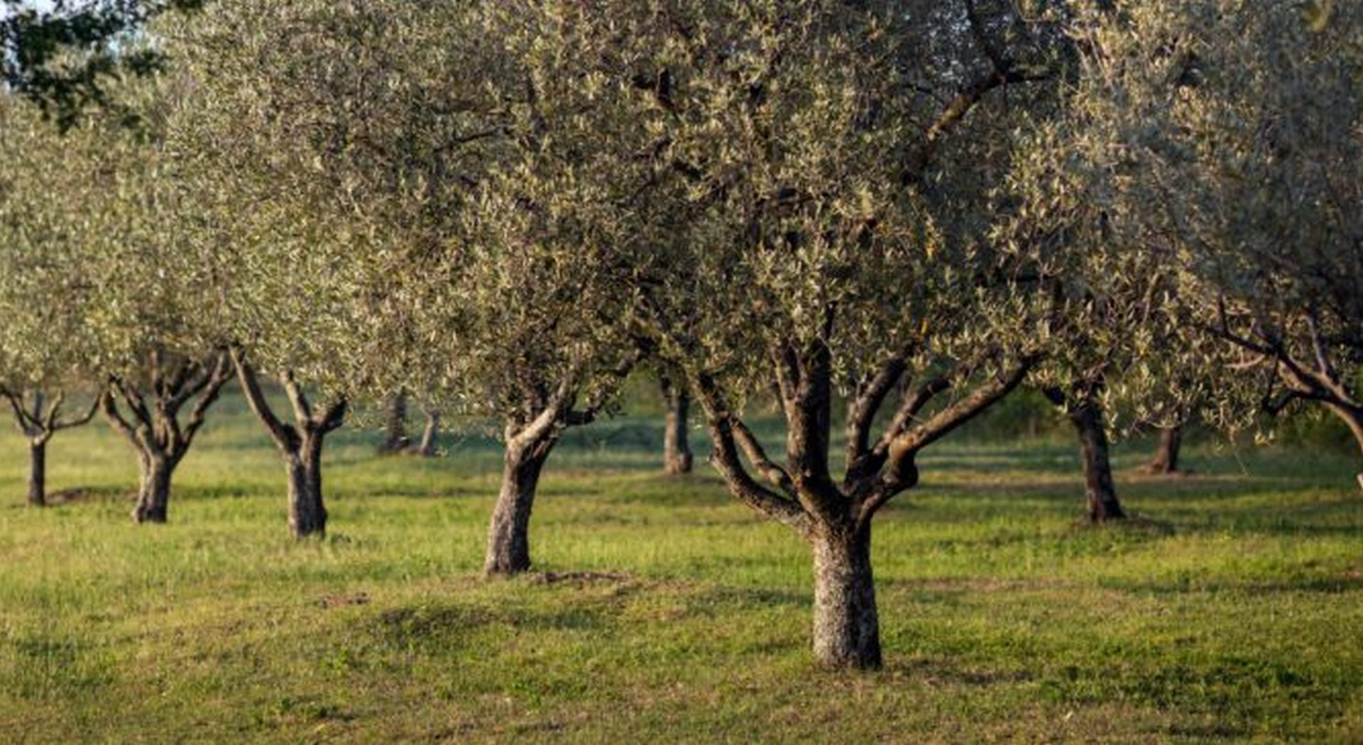 Τι είναι η ανθρακοδεσμευτική γεωργία και πώς σχετίζεται με την ελαιοκομία • Έλληνας Αγρότης