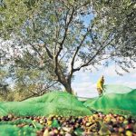 dypa-xekinoun-avrio-oi-aitiseis-gia-to-neo-epidotoumeno-programma-katartisis-anergon-stin-elaiokomia-stin-parga-321542