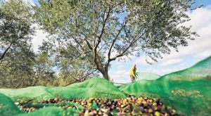 dypa-xekinoun-avrio-oi-aitiseis-gia-to-neo-epidotoumeno-programma-katartisis-anergon-stin-elaiokomia-stin-parga-321542