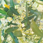 Η χρήση βιοδιεγερτών στην καλλιέργεια της ελιάς • Έλληνας Αγρότης