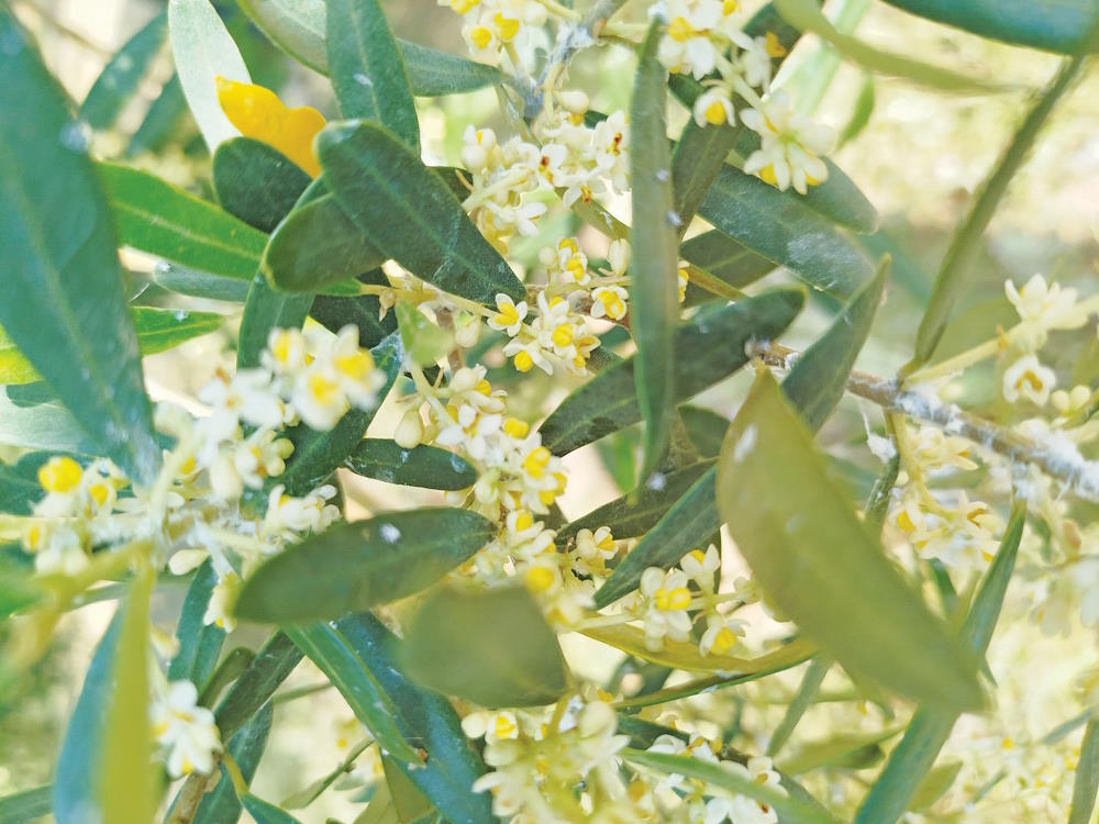 Η χρήση βιοδιεγερτών στην καλλιέργεια της ελιάς • Έλληνας Αγρότης