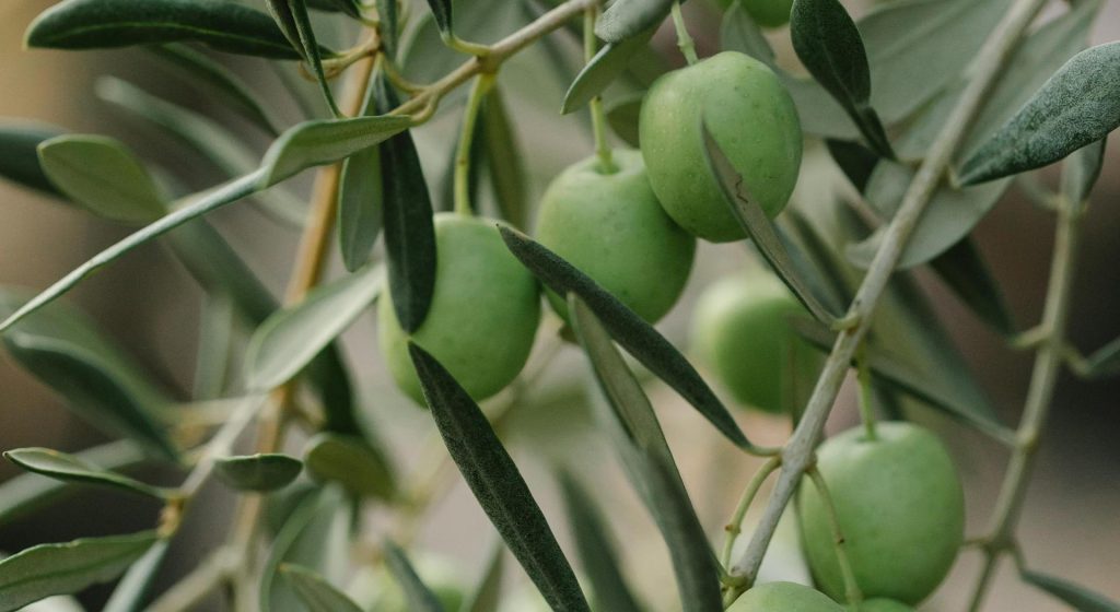 Τα εγκεκριμένα εντομοκτόνα και μυκητοκτόνα για την καλλιέργεια της ελιάς το 2026 (Έγγραφο) • Έλληνας Αγρότης