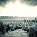 Μετά τον «Leonardo» η ελιά μετρά απώλειες που δεν φαίνονται ακόμη