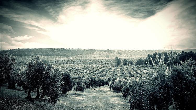 Μετά τον «Leonardo» η ελιά μετρά απώλειες που δεν φαίνονται ακόμη