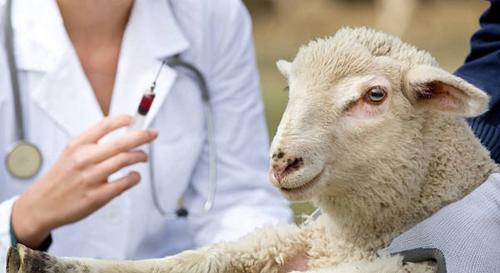 Η Ευρωπαϊκή Αρχή για την Ασφάλεια των Τροφίμων (EFSA) συστήνει εμβολιασμό ενάντια στην ευλογιά (Έγγραφο) • Έλληνας Αγρότης