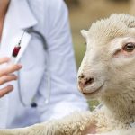 Η Ευρωπαϊκή Αρχή για την Ασφάλεια των Τροφίμων (EFSA) συστήνει εμβολιασμό ενάντια στην ευλογιά (Έγγραφο) • Έλληνας Αγρότης