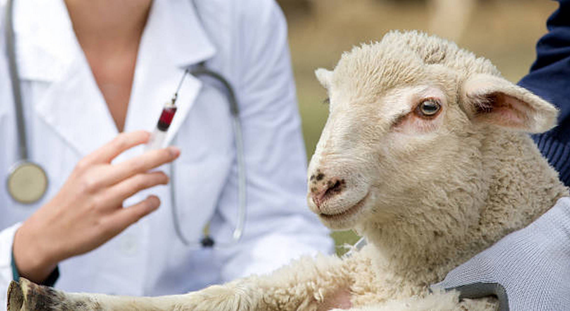 Η Ευρωπαϊκή Αρχή για την Ασφάλεια των Τροφίμων (EFSA) συστήνει εμβολιασμό ενάντια στην ευλογιά (Έγγραφο) • Έλληνας Αγρότης