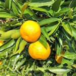 Ανοδική πορεία των εξαγωγών στα βιολογικά της Αργολίδας