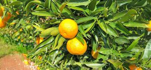 Ανοδική πορεία των εξαγωγών στα βιολογικά της Αργολίδας