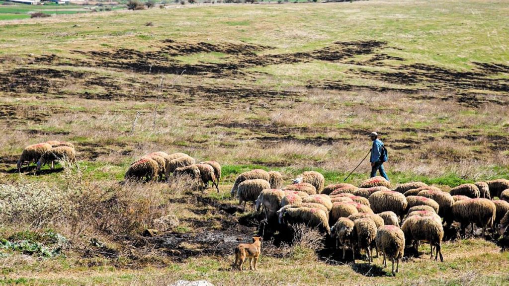 Συλλήψεις πέντε κτηνοτρόφων για παραβίαση μέτρων κατά της ευλογιάς