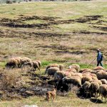 Συλλήψεις πέντε κτηνοτρόφων για παραβίαση μέτρων κατά της ευλογιάς