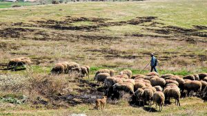 Συλλήψεις πέντε κτηνοτρόφων για παραβίαση μέτρων κατά της ευλογιάς