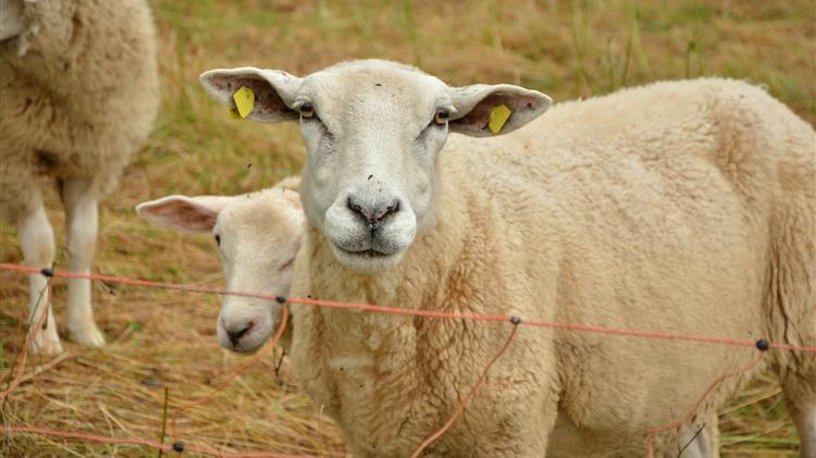 Στην Κομισιόν το θέμα των κρουσμάτων αφθώδους πυρετού στην Κύπρο
