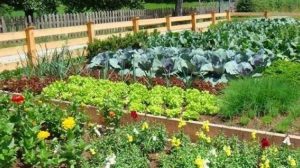 Επικεφαλής της εκπαιδευτικής μεταρρύθμισης στην κηπευτική ο Δρ. Owen Doyle