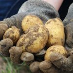 Στους 7,5 εκατ. τόνους η επεξεργασία πατάτας στην ΕΕ το 2025