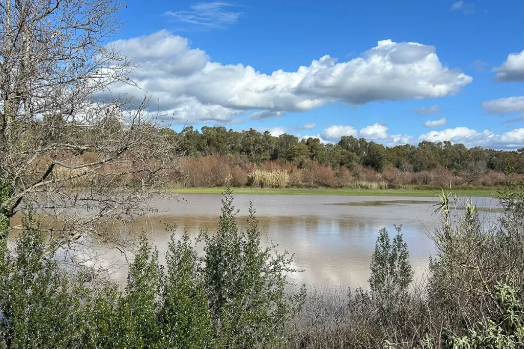 Σε συναγερμό οι Αρχές στην Ηλεία από την υπερχείλιση του Αλφειού – Ελαιώνες μετατράπηκαν σε λίμνες