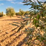 Παρατηρητήριο Τιμών Ελαιολάδου (27/2/2026)