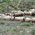 Δέκα νέα κρούσματα ευλογιάς στις αρχές Φεβρουαρίου