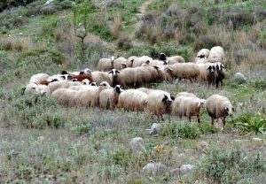 Δέκα νέα κρούσματα ευλογιάς στις αρχές Φεβρουαρίου